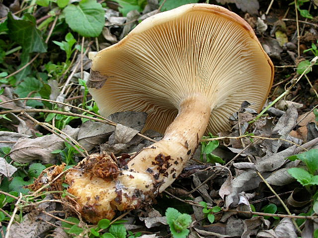 Clitocybe geotropa e Omphalotus olearius